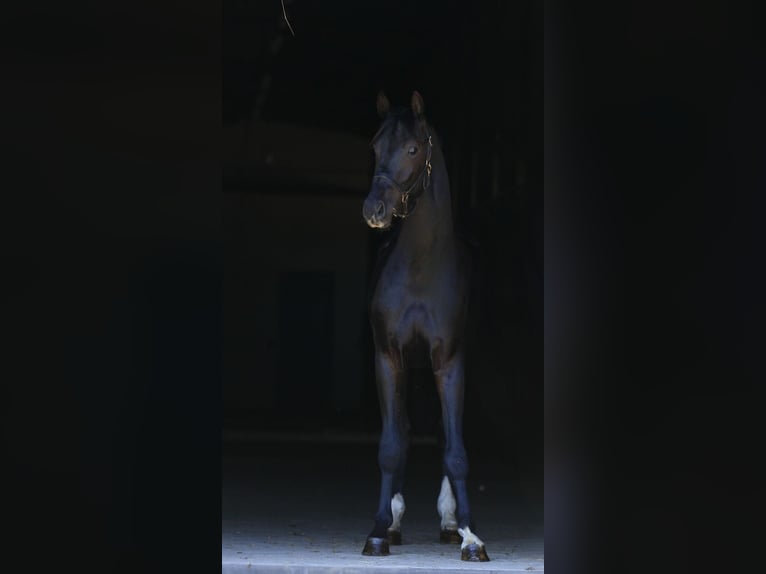 Oldenburg Stallion 3 years in Mishawaka