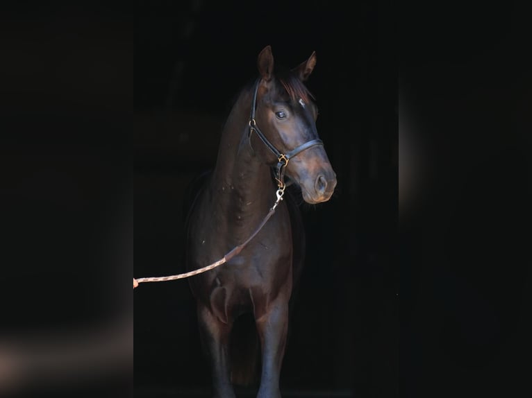 Oldenburg Stallion 3 years in Stud