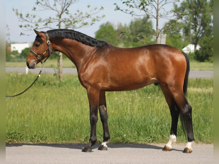 Oldenburg Stallion 3 years in Budapest