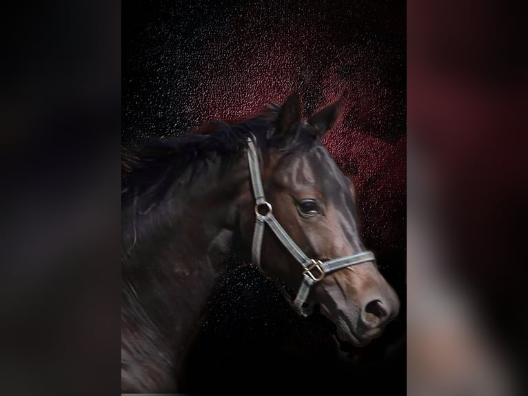 Oldenburg Stallion 4 years 15.2 hh Bay-Dark in Radeburg