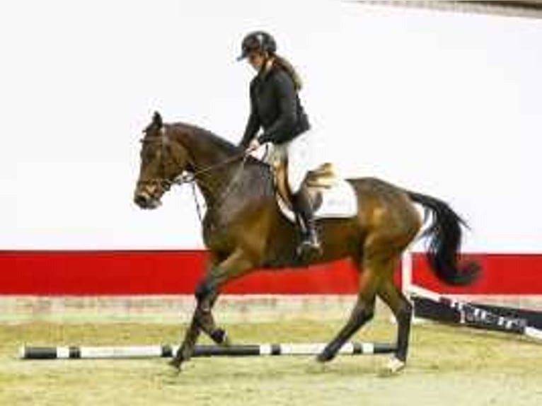 Oldenburg Stallion 4 years 15,3 hh Brown in Waddinxveen