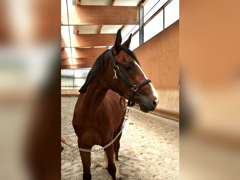 Oldenburg Stallion 4 years 15,3 hh Chestnut-Red in Steinbrunn-le-bas