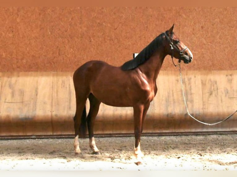 Oldenburg Stallion 4 years 15,3 hh Chestnut-Red in Steinbrunn-le-bas