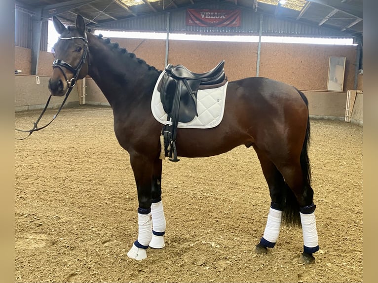 Oldenburg Stallion 4 years 16,1 hh Bay-Dark in Hude (Oldenburg)