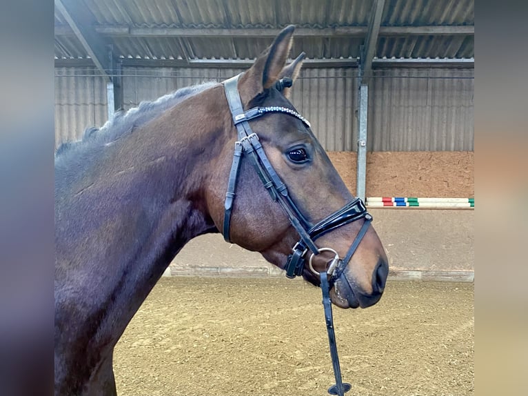 Oldenburg Stallion 4 years 16,1 hh Bay-Dark in Hude (Oldenburg)