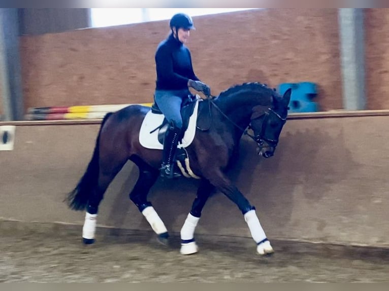 Oldenburg Stallion 4 years 16,1 hh Bay-Dark in Hude (Oldenburg)