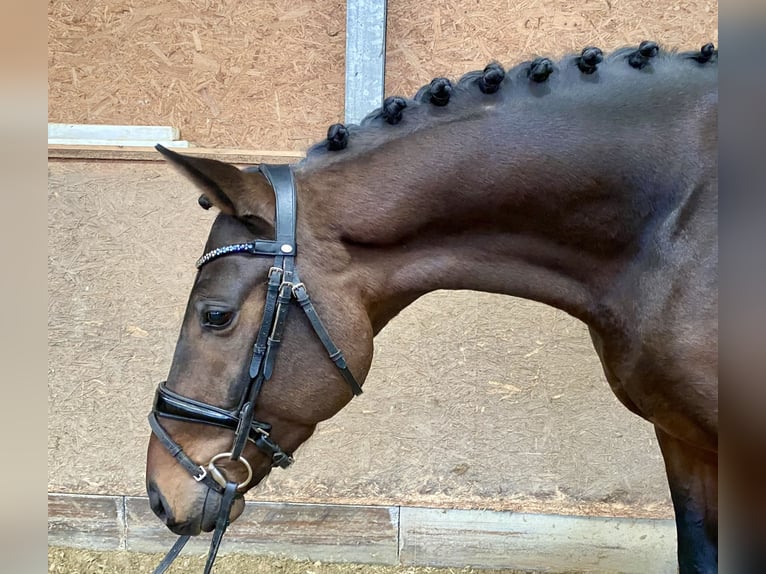 Oldenburg Stallion 4 years 16,1 hh Bay-Dark in Hude (Oldenburg)