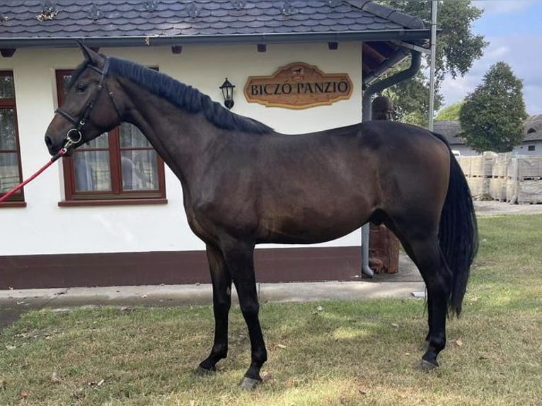 Oldenburg Stallion 4 years 16,1 hh Bay-Dark in Tass