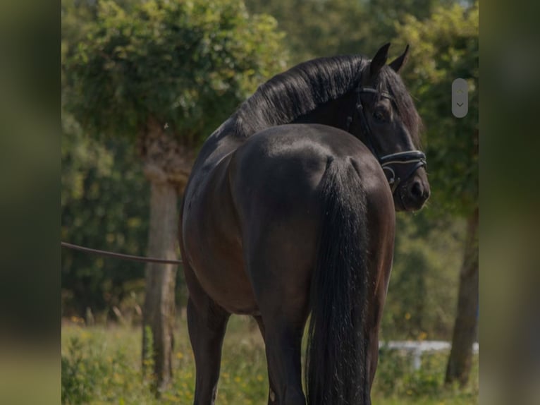 Oldenburg Stallion 4 years 16,1 hh Bay-Dark in SUSTEREN