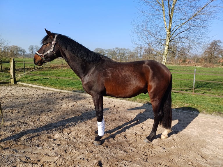 Oldenburg Stallion 4 years 16,1 hh Bay-Dark in Zetel