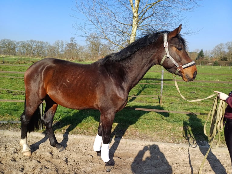 Oldenburg Stallion 4 years 16,1 hh Bay-Dark in Zetel