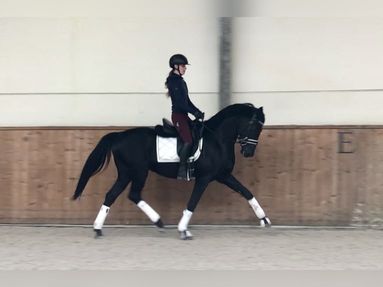 Oldenburg Stallion 4 years 16.1 hh Black in Bree