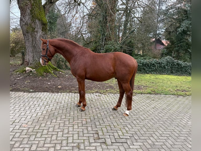 Oldenburg Stallion 4 years 16.1 hh Chestnut in Tass
