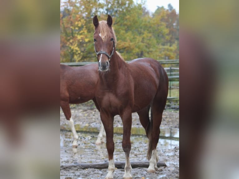 Oldenburg Stallion 4 years 16,1 hh Chestnut-Red in Radeburg