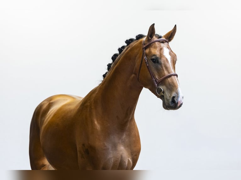 Oldenburg Stallion 4 years 16.2 hh Brown in Waddinxveen