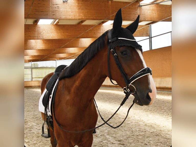 Oldenburg Stallion 4 years 16,2 hh Chestnut-Red in Steinbrunn-le-bas