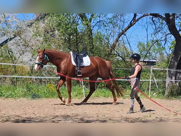 Oldenburg Stallion 4 years 16.2 hh Chestnut-Red in Kielce