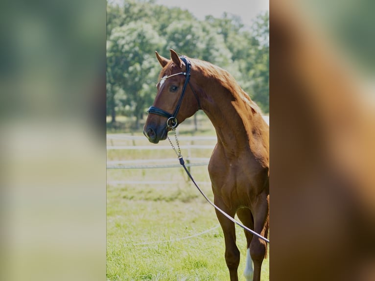 Oldenburg Stallion 4 years 16,3 hh Chestnut-Red in Susteren