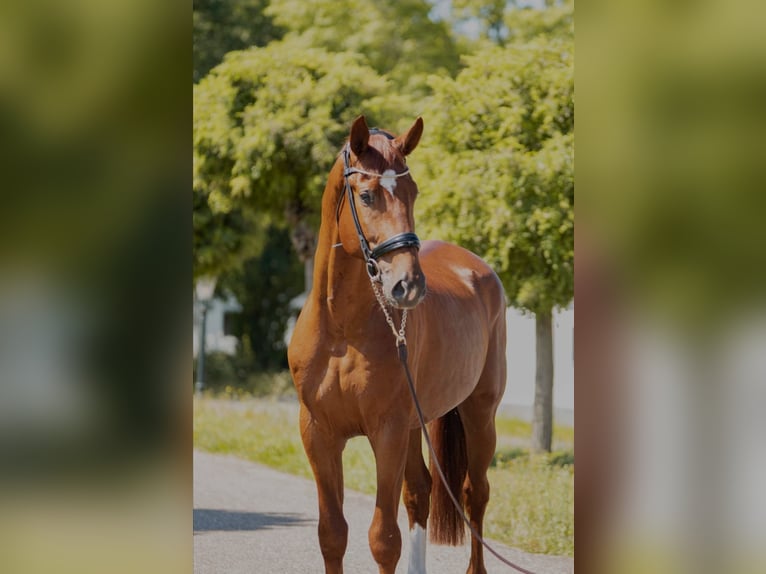 Oldenburg Stallion 4 years 16,3 hh Chestnut-Red in Susteren