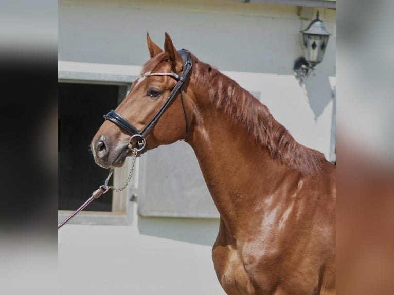 Oldenburg Stallion 4 years 16,3 hh Chestnut-Red in Susteren