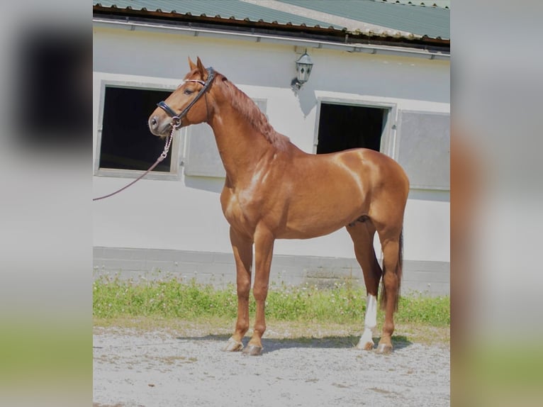 Oldenburg Stallion 4 years 16,3 hh Chestnut-Red in Susteren