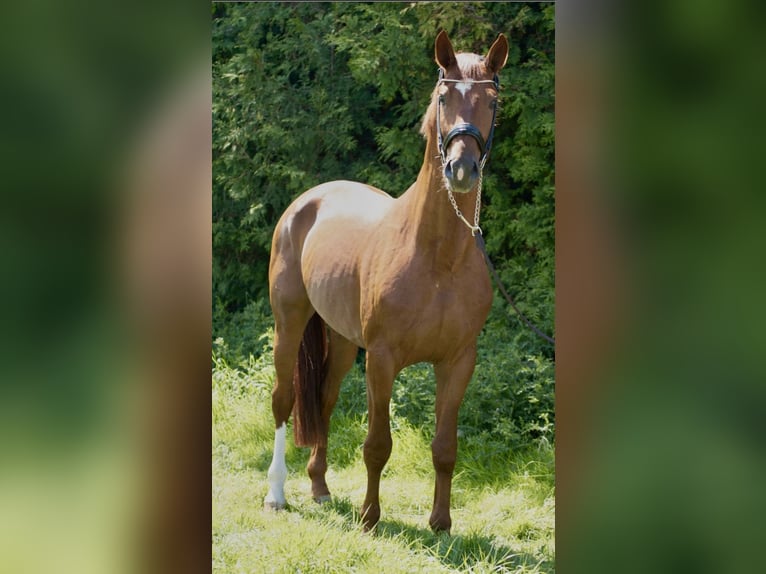 Oldenburg Stallion 4 years 16,3 hh Chestnut-Red in Susteren