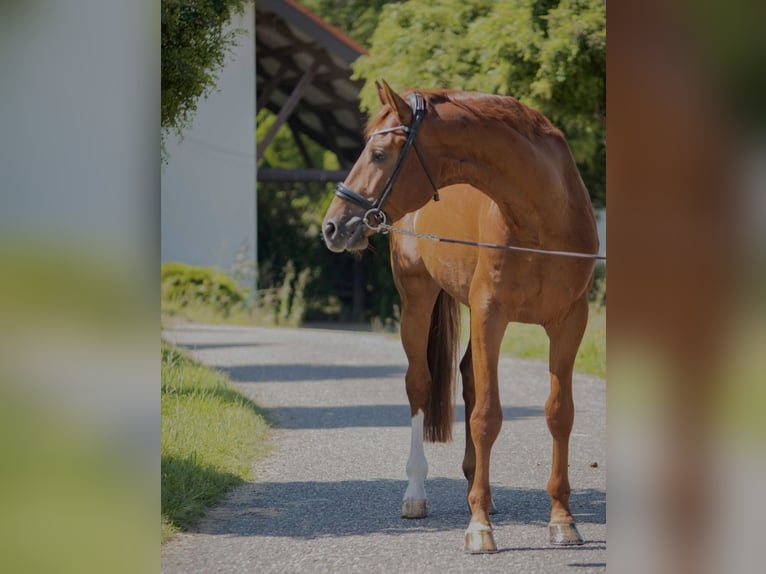 Oldenburg Stallion 4 years 16,3 hh Chestnut-Red in Susteren