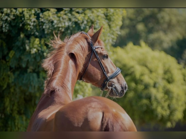 Oldenburg Stallion 4 years 16,3 hh Chestnut-Red in Susteren