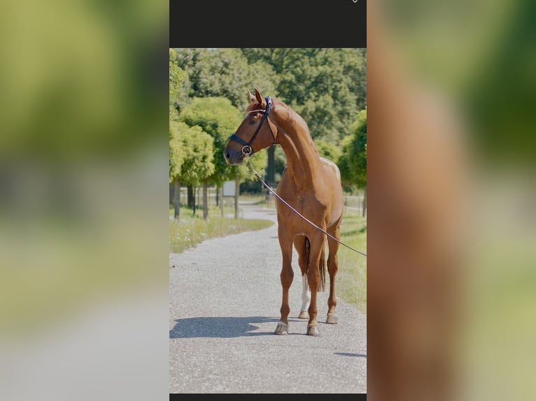 Oldenburg Stallion 4 years 16,3 hh Chestnut-Red in Susteren