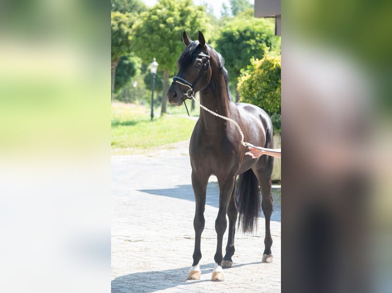 Oldenburg Stallion 4 years 16 hh Bay-Dark in Susteren