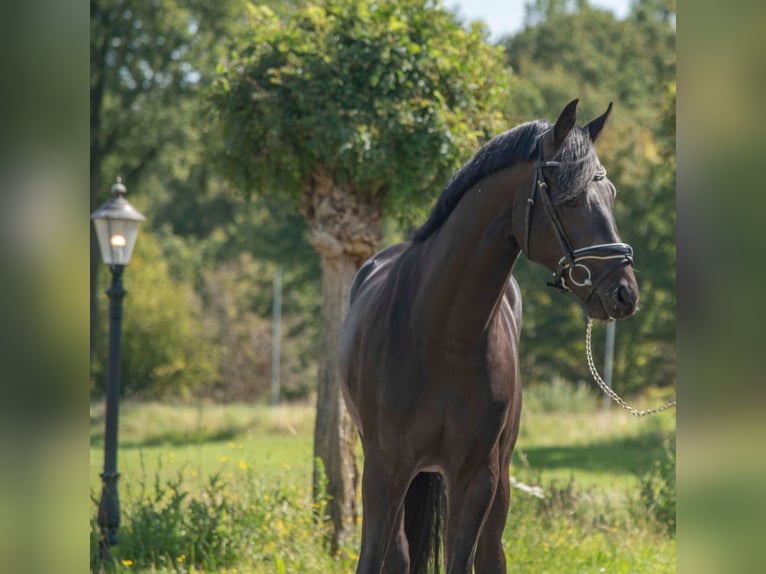 Oldenburg Stallion 4 years 16 hh Bay-Dark in Susteren