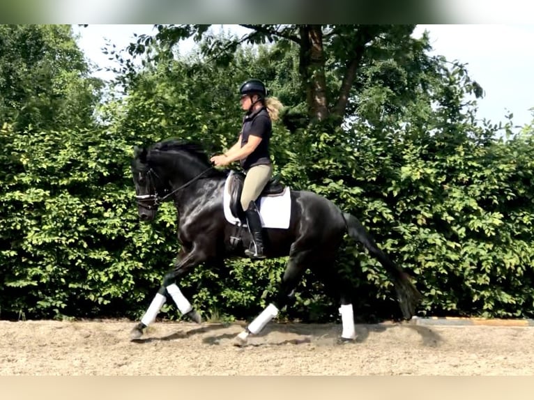 Oldenburg Stallion 4 years 16 hh Black in Neeritter
