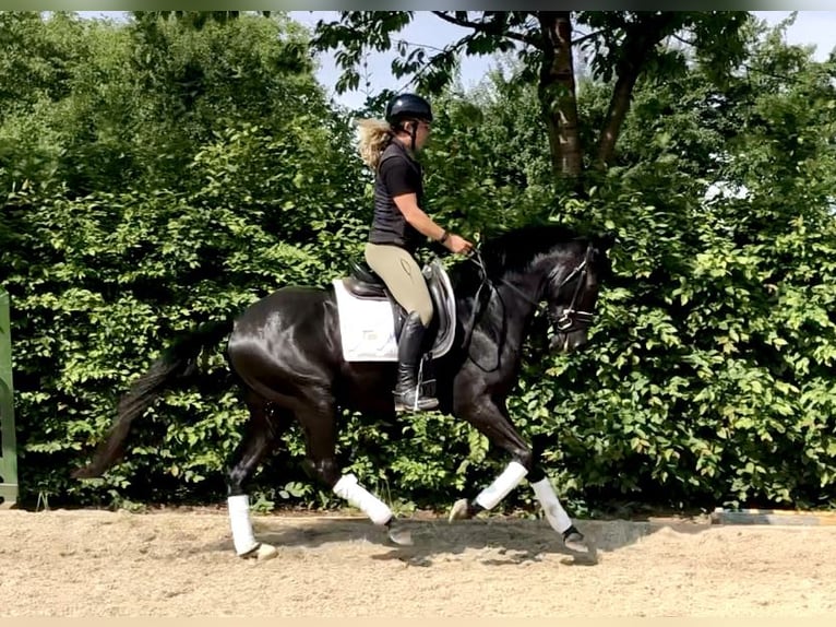 Oldenburg Stallion 4 years 16 hh Black in Neeritter
