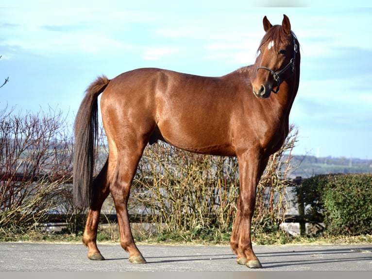 Oldenburg Stallion 4 years 16 hh Chestnut-Red in Huy
