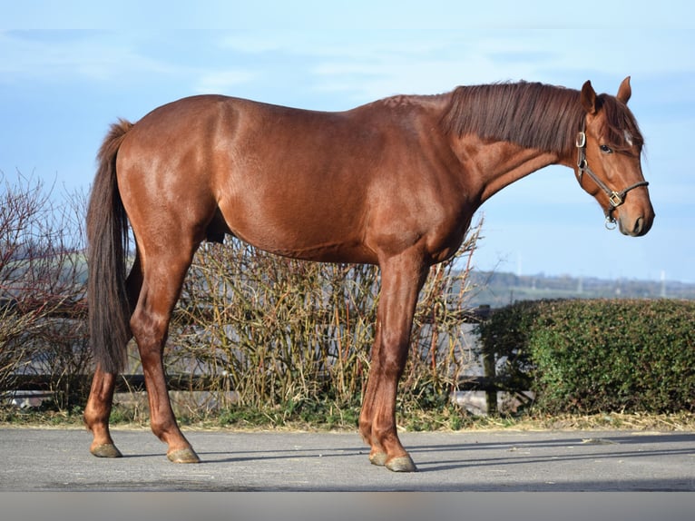 Oldenburg Stallion 4 years 16 hh Chestnut-Red in Huy