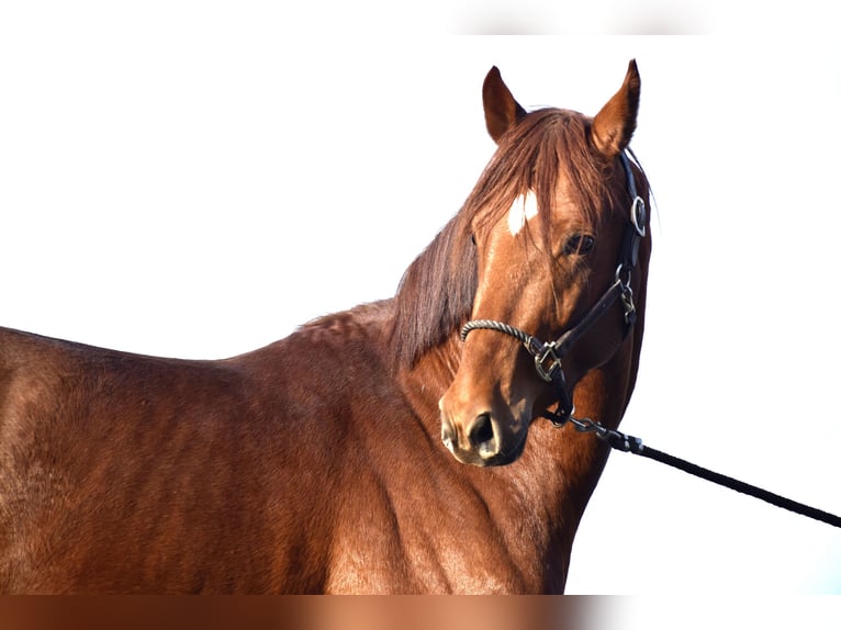Oldenburg Stallion 4 years 16 hh Chestnut-Red in Huy