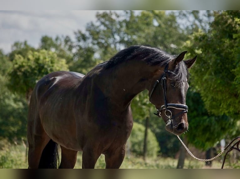 Oldenburg Stallion 4 years 16,1 hh Bay-Dark in Susteren