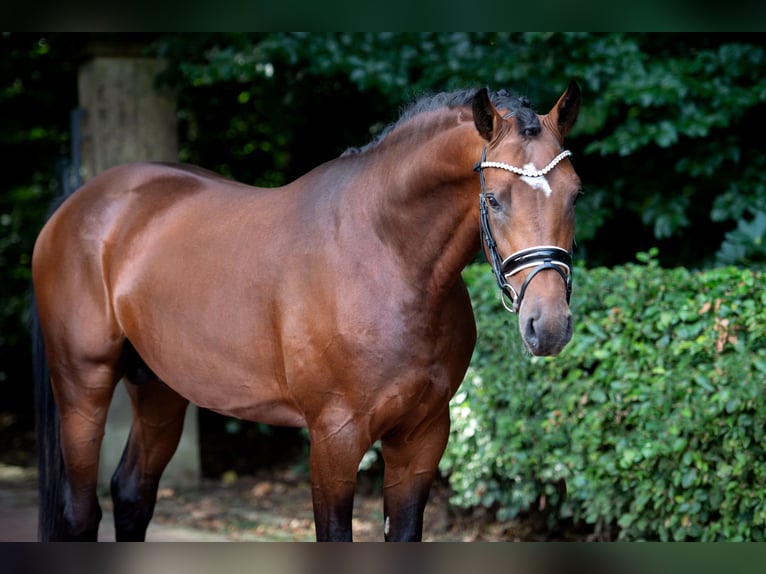 Oldenburg Stallion 4 years 16,1 hh Brown in Bramsche
