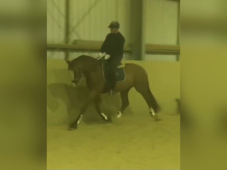 Oldenburg Stallion 4 years 16,1 hh Chestnut-Red in Heidenrod