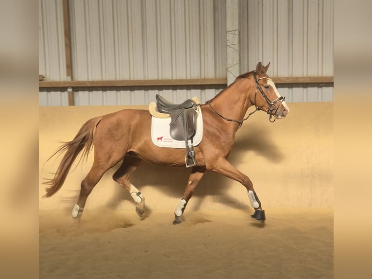 Oldenburg Stallion 4 years 16,1 hh Chestnut-Red in Heidenrod