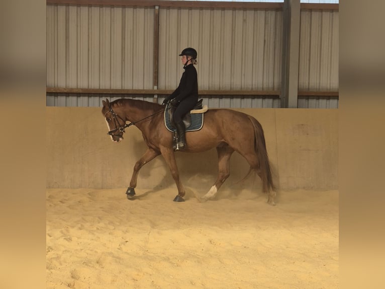 Oldenburg Stallion 4 years 16,1 hh Chestnut-Red in Heidenrod