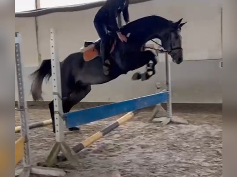 Oldenburg Stallion 4 years 16,1 hh Grey-Dark-Tan in Sottrum
