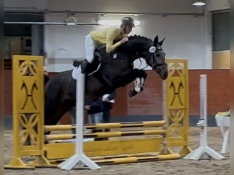 Oldenburg Stallion 4 years 16,1 hh Grey-Dark-Tan in Sottrum