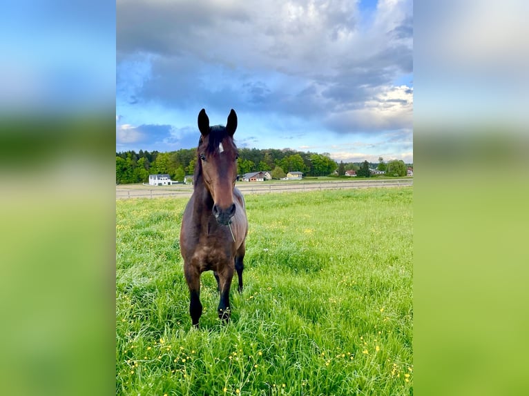 Oldenburg Stallion 4 years 16,2 hh Brown in Hitzendorf