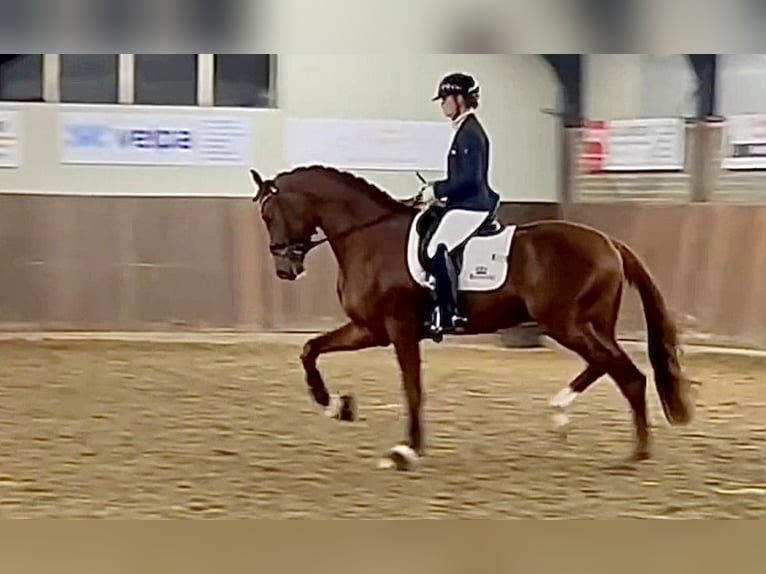 Oldenburg Stallion 4 years 17 hh Chestnut in Havixbeck