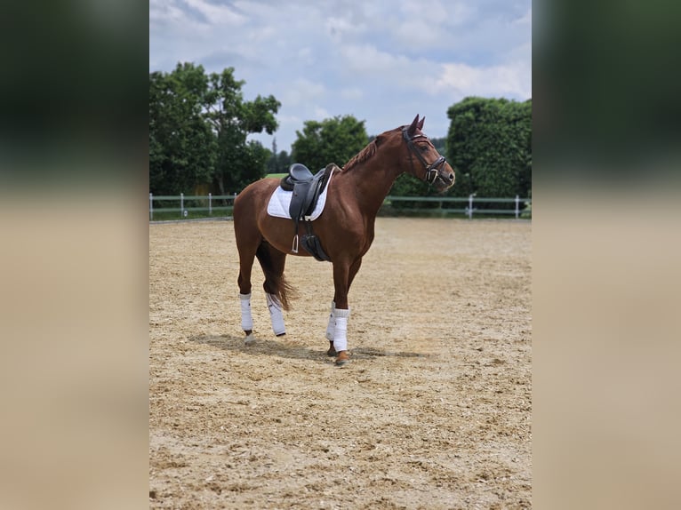 Oldenburg Stallion 4 years 17 hh Chestnut-Red in Egenhofen