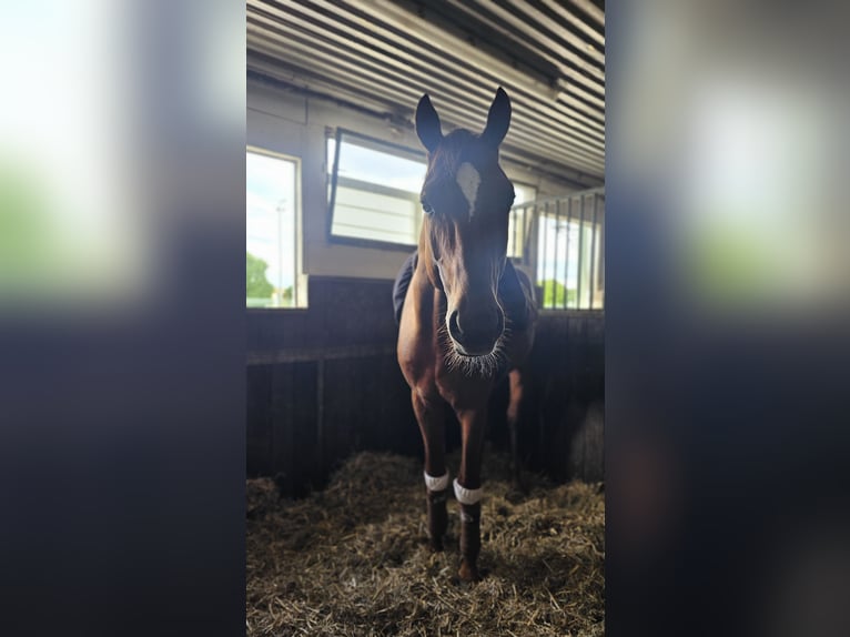 Oldenburg Stallion 4 years 17 hh Chestnut-Red in Egenhofen