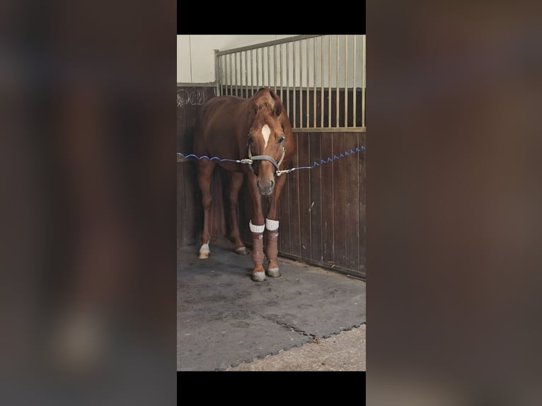 Oldenburg Stallion 4 years 17 hh Chestnut-Red in Egenhofen