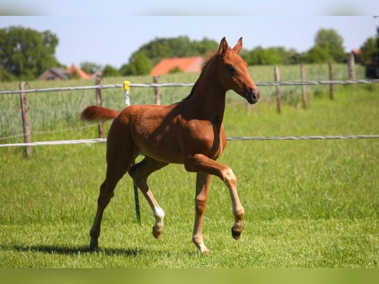 Oldenburg Stallion 4 years Chestnut-Red in Löningen