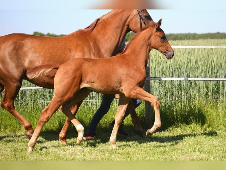 Oldenburg Stallion 4 years Chestnut-Red in Löningen